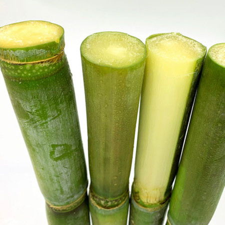 郵樂(lè)官網(wǎng)甄選 廣西甘蔗圖鑒與孕媽食用攻略